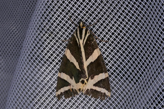 Euplagia quadripunctaria - csíkos medvelepke