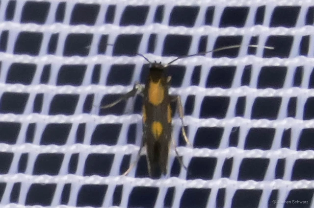 Euspilapteryx auroguttella - orbáncfű-keskenymoly