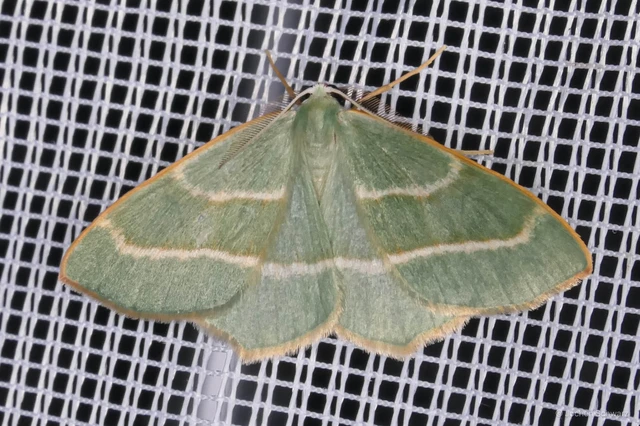 Hylaea fasciaria - erdeifenyő-sávosaraszoló