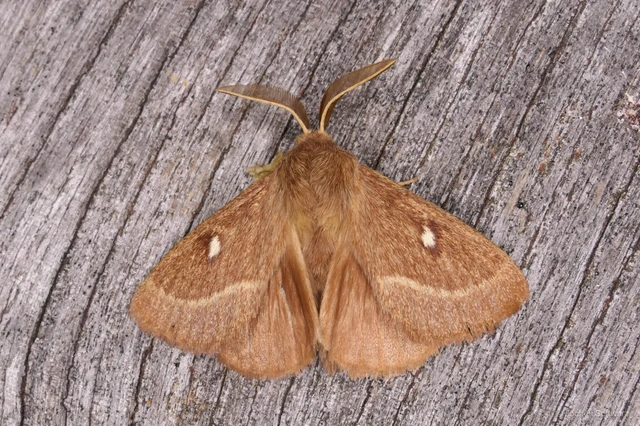 Lasiocampa trifolii - lóhereszövő