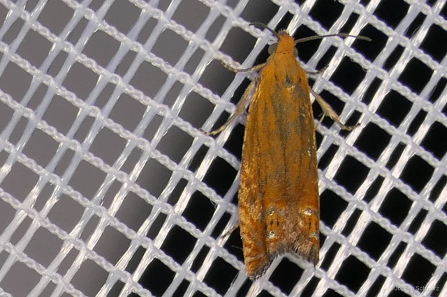 Lathronympha strigana - orbáncfű-magrágómoly