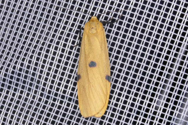 Lithosia quadra - négypettyes zuzmószövő