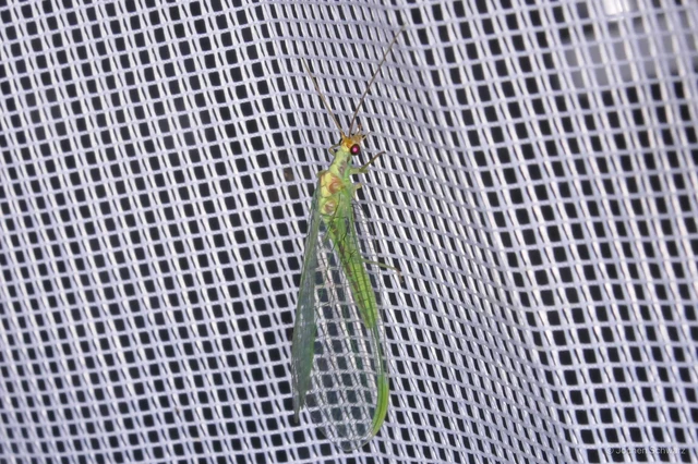 Neuroptera - Recésszárnyúak Neuroptera - Recésszárnyúak