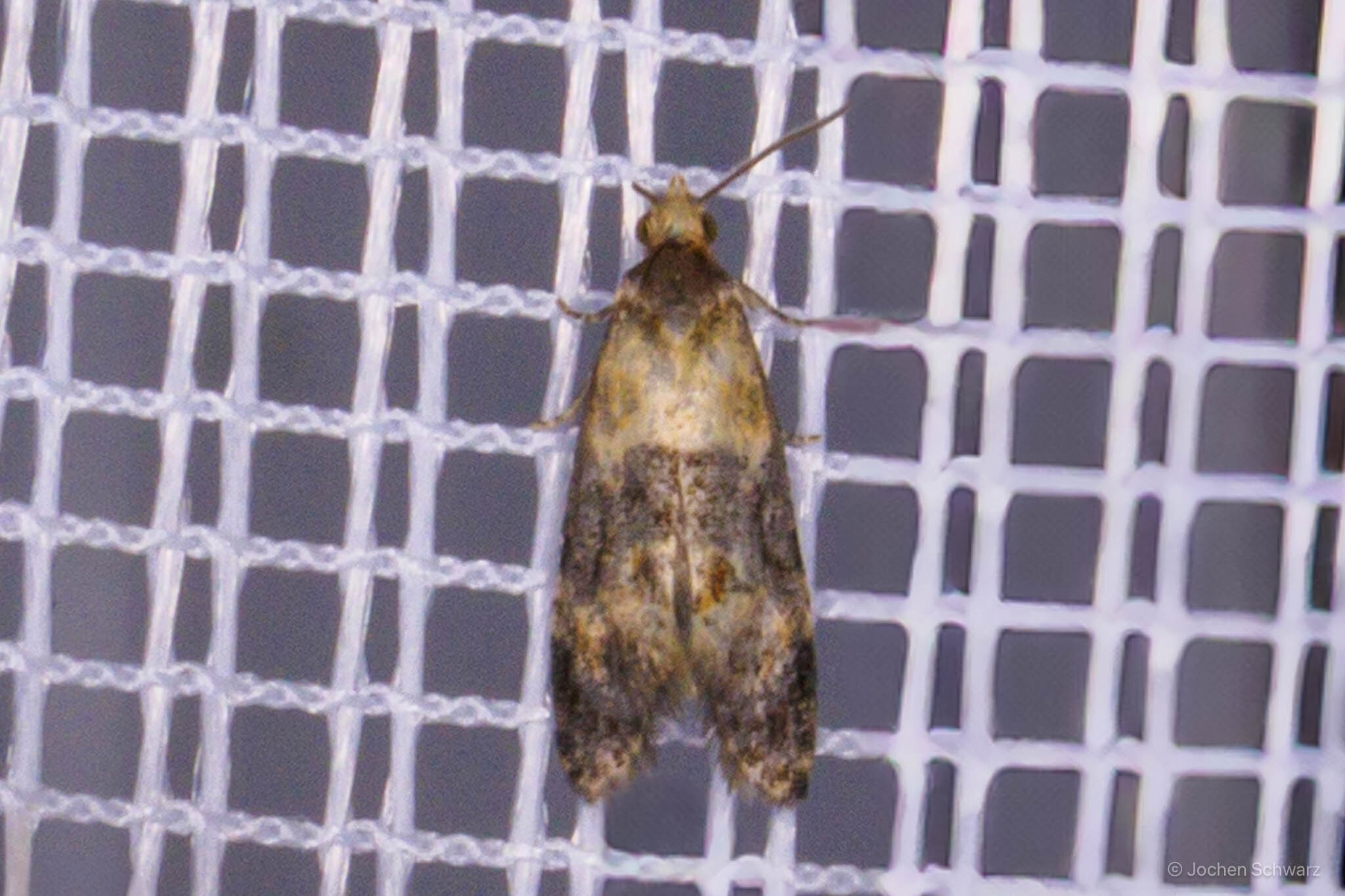 Phalonidia gilvicomana - sárgatövű fúrómoly