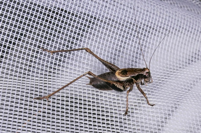Pholidoptera griseoaptera - szürke avarszöcske