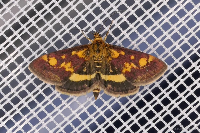 Pyrausta aurata - aranyló bíbormoly