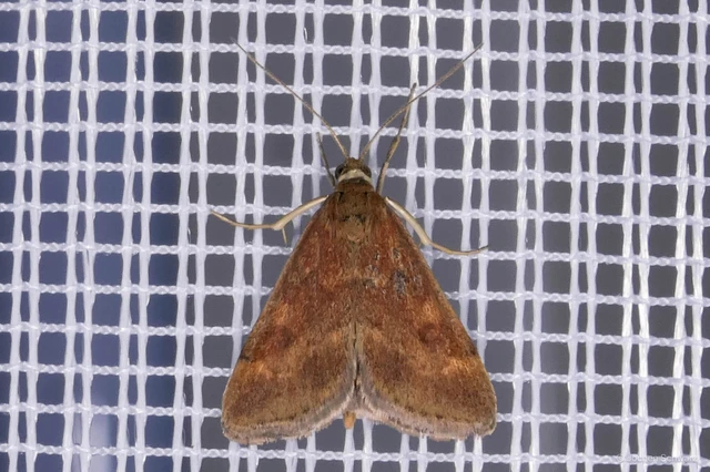Pyrausta despicata - réti bíbormoly