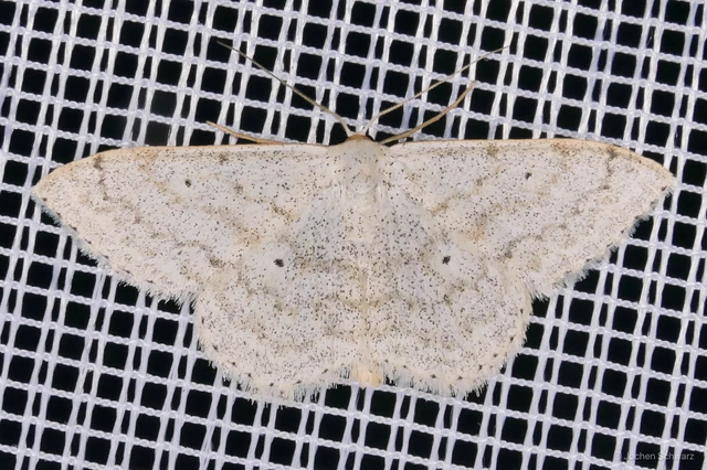 Scopula incanata - hamvas sávosaraszoló