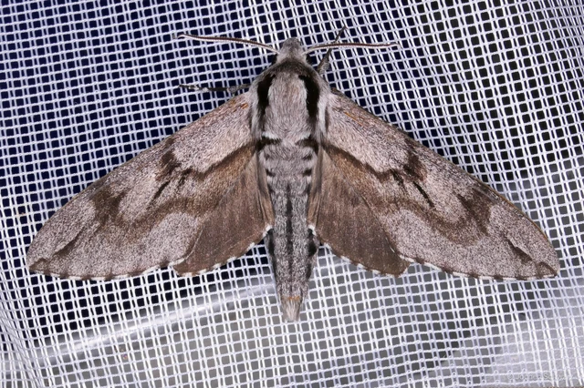 Hyloicus pinastri - fenyőszender