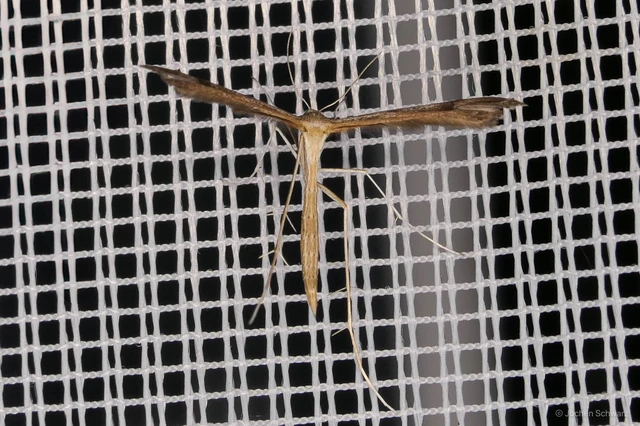 Pterophoridae - tollasmolyfélék