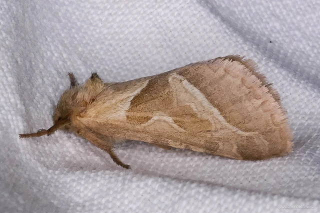 Triodia sylvina - kis gyökérrágólepke