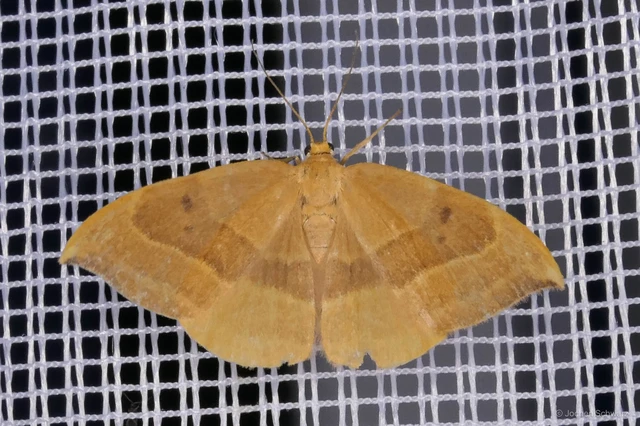 Watsonalla cultraria - bükkfa-sarlósszövő