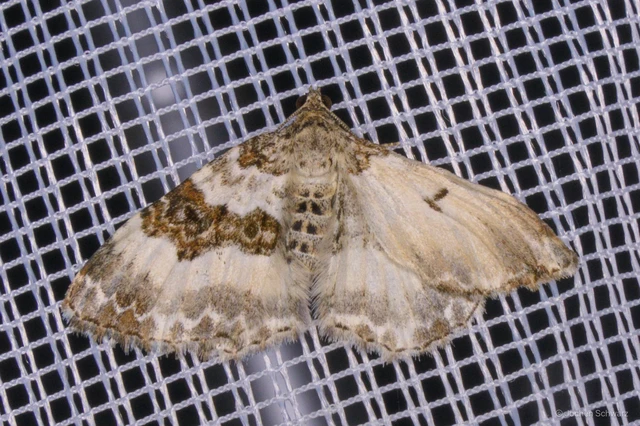 Epirrhoe rivata - ékfoltos tarkaaraszoló