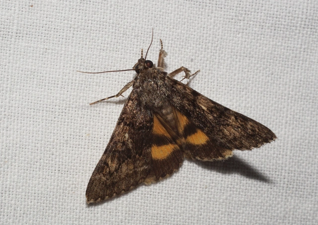 kis sárgaövesbagoly - Catocala nymphagoga