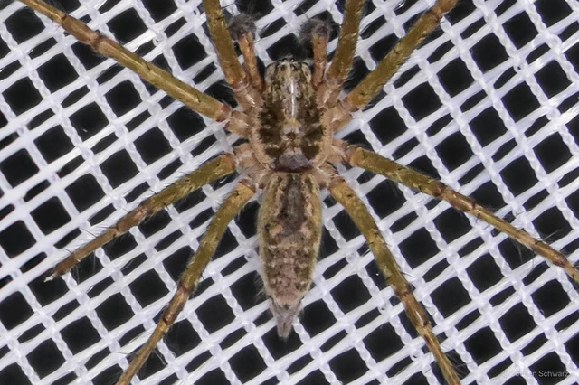 Agelena labyrinthica - illó tölcsérpók