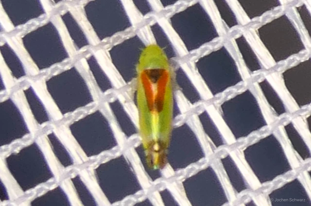 Zyginella pulchra