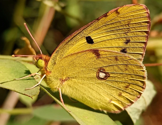 Colias erate - csángó-kéneslepke