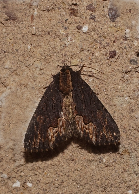 szurokbarna nyáribagoly - Dypterygia scabriuscula