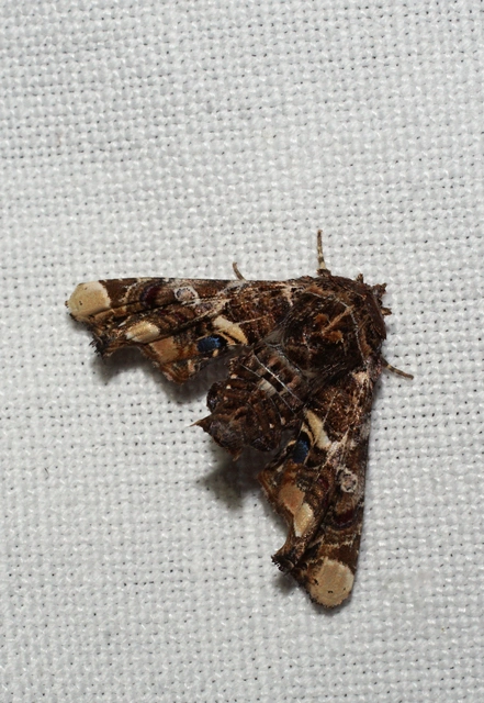 cserszömörcebagoly - Eutelia adulatrix