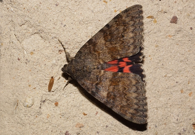 közönséges övesbagoly - Catocala elocata