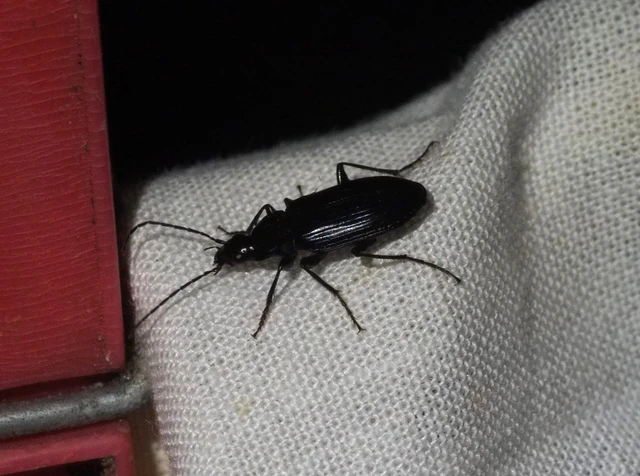 Agonum lugens - mocsári kisfutó Agonum lugens - mocsári kisfutó