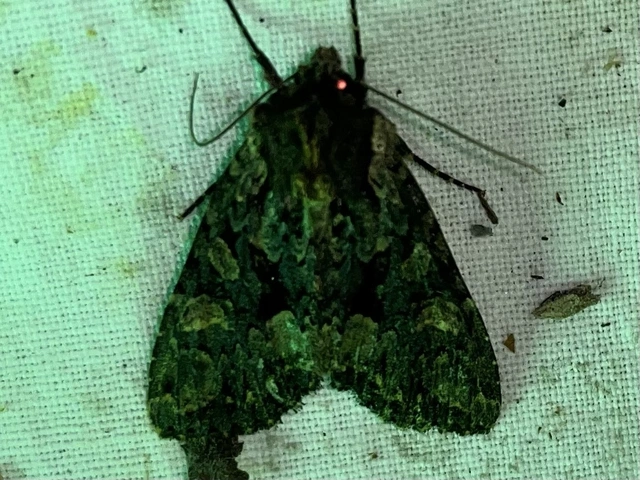 Blepharita satura - őszi porfírbagoly