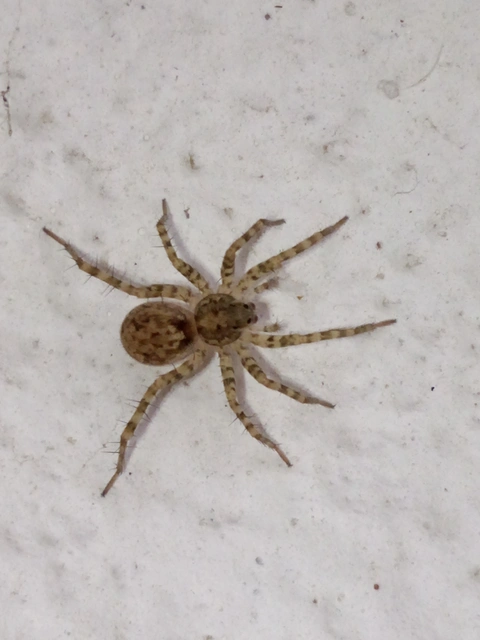 Pardosa