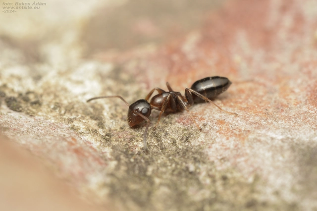 Colobopsis truncata - kapushangya