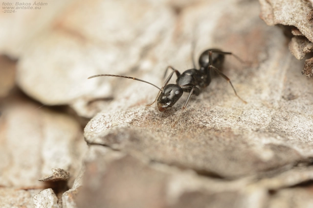 Camponotus aethiops - szőrös lóhangya