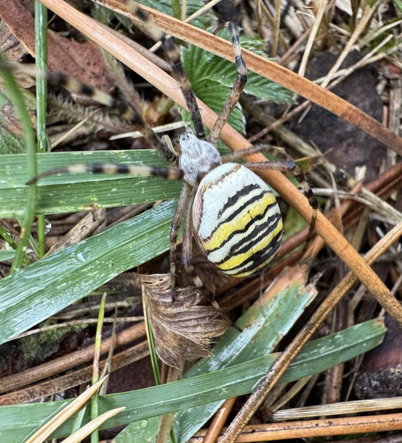 Argiope bruennichi - darázspók