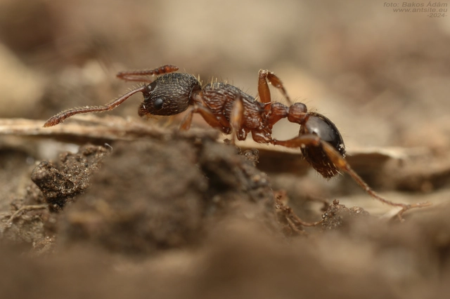Myrmica schencki - kétszínű bütyköshangya