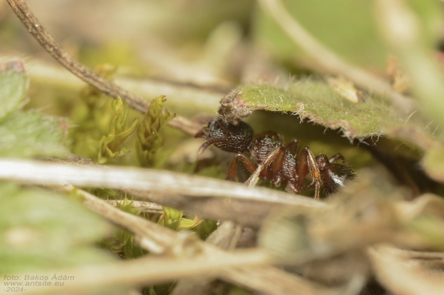 Myrmica schencki - kétszínű bütyköshangya