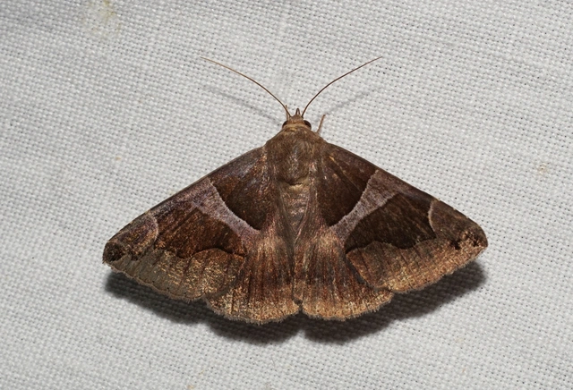 déli porcelánbagoly - Dysgonia algira