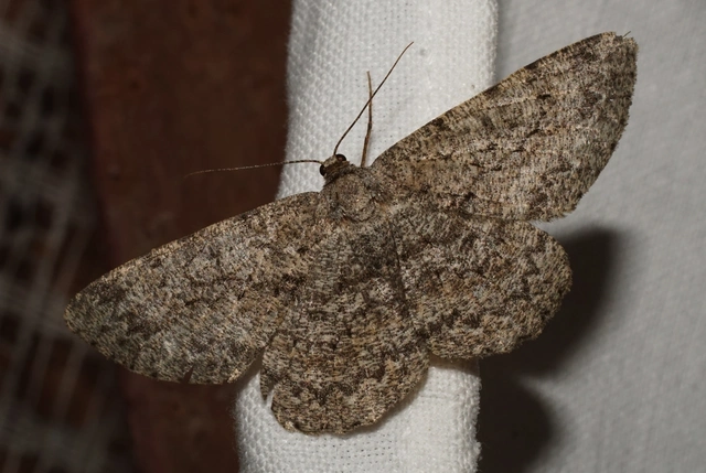 pettyes faaraszoló - Hypomecis punctinalis