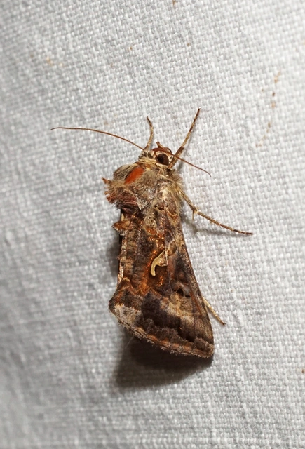 gammalepke - Autographa gamma