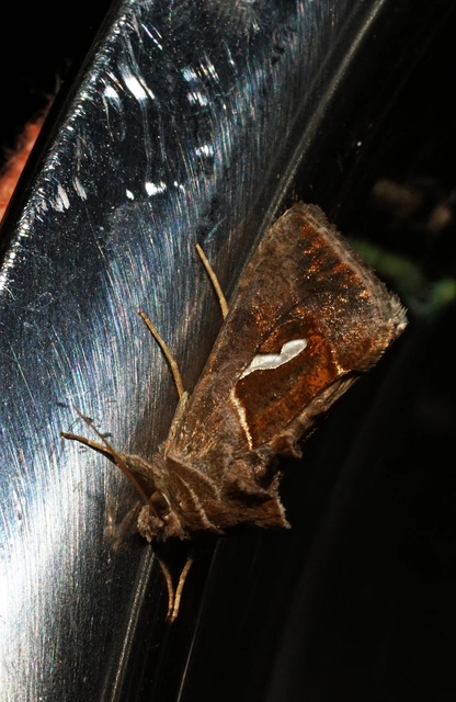 Macdunnoughia confusa - cseppfoltos ezüstbagoly