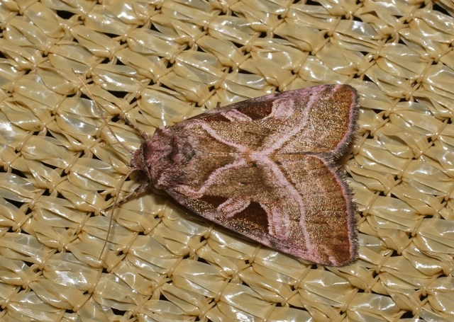 mocsári ametisztbagoly - Eucarta virgo