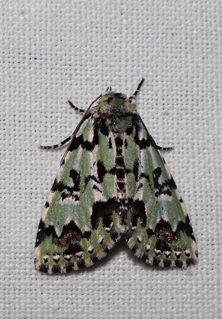 zuzmószínű zöldbagoly - Moma alpium