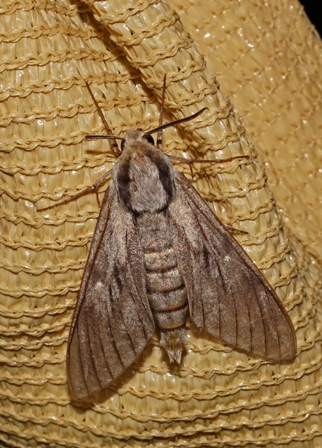 fenyőszender - Hyloicus pinastri