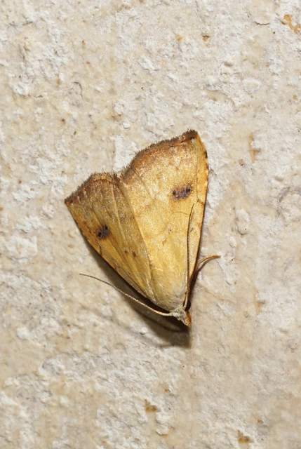 selymes lórombagoly - Rivula sericealis