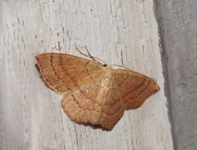 vonalas pettyesaraszoló - Cyclophora linearia