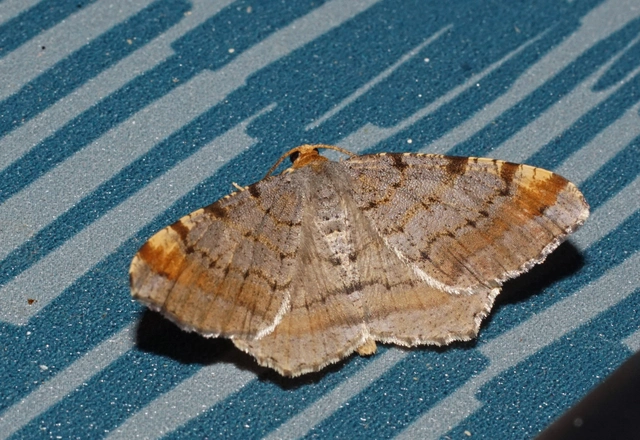 rozsdasávos szürkearaszoló - Macaria liturata