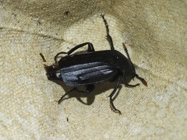Necrodes littoralis - nagy dögbogár