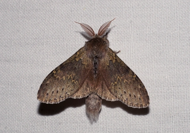 bükkfa-púposszövő - Stauropus fagi