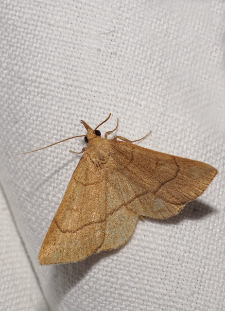 sárgás karcsúbagoly - Paracolax tristalis