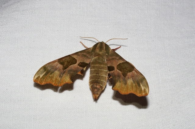 hársfaszender - Mimas tiliae