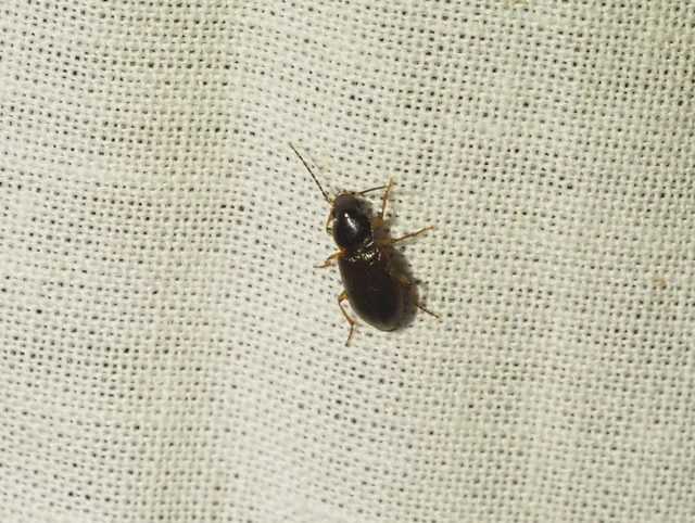 Stenolophus mixtus - közönséges turzásfutó