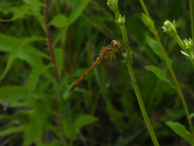 Sympetrum meridionale - fakó katona-szitakötő