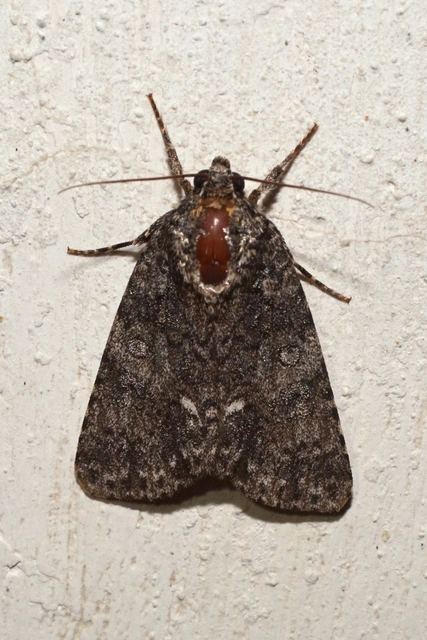 sóska-szigonyosbagoly - Acronicta rumicis