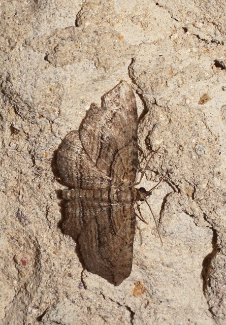 barna iszalagaraszoló - Horisme corticata